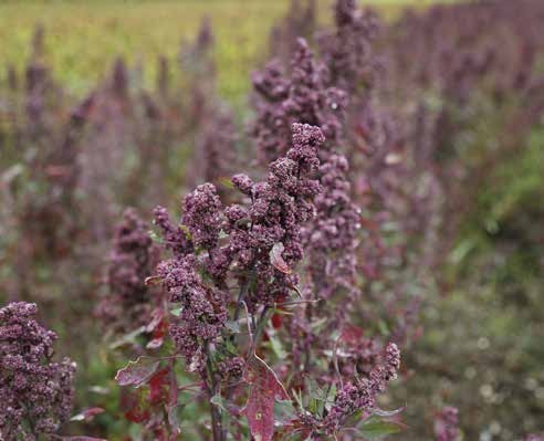 Quinoa pianta