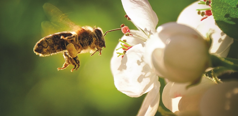 Proteggere le api per difendere il nostro futuro